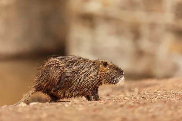 Male Nutria Myocastor Coypus — Stock Photo, Image