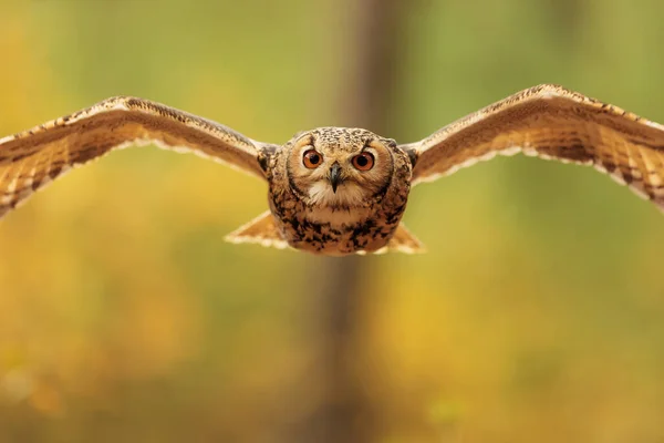 Bird Fauna Owl Flight — Fotografia de Stock