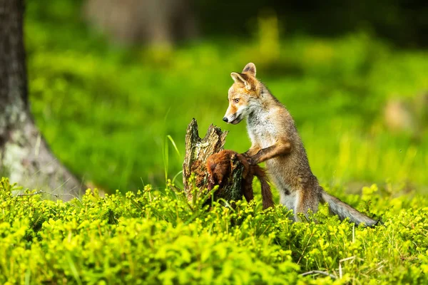 cube red fox (Vulpes vulpes) found a dead squirrel