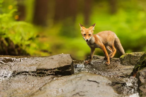 Cube Red Fox Vulpes Vulpes Curious Young Male — Stock Photo, Image