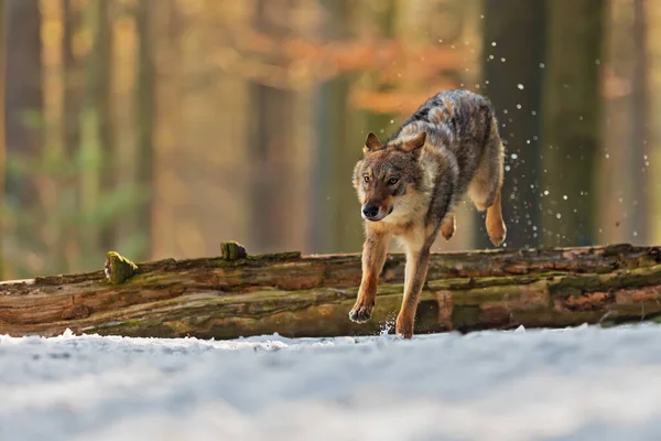 Male Eurasian Wolf Canis Lupus Lupus —  Fotos de Stock