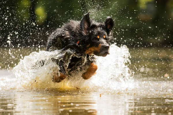 Hund Hovawart Gold Und Schwarz Läuft Durch Flaches Wasser Bei — Stockfoto