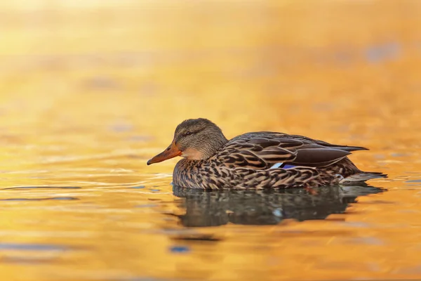 Close Duck Lake — стоковое фото