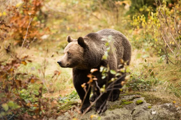 Brown Bear Wild Nature — Stock Photo, Image