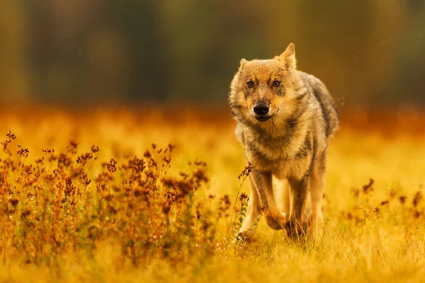 Male Eurasian Wolf Canis Lupus Lupus — Stockfoto