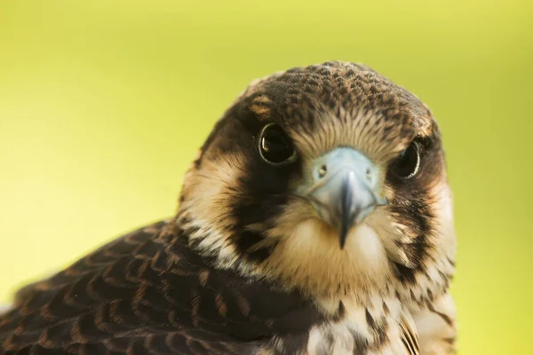 Close Falcon Bird — Foto de Stock