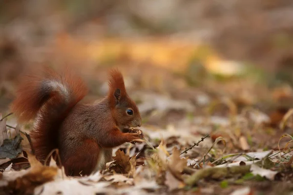 Cute Red Squirrel Sciurus Vulgaris — Fotografia de Stock