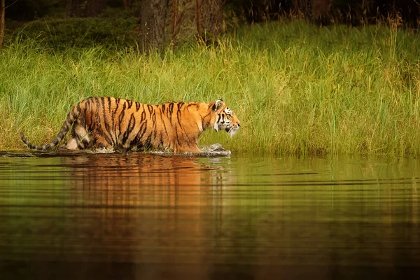 Cute tiger in wild nature