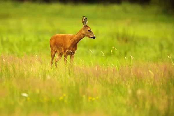 Cute Red Deer Cervus Elaphus — Stok fotoğraf