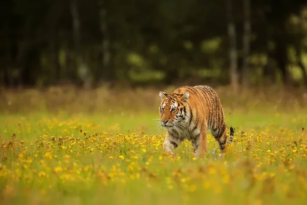 Cute Tiger Wild Nature — Stock fotografie