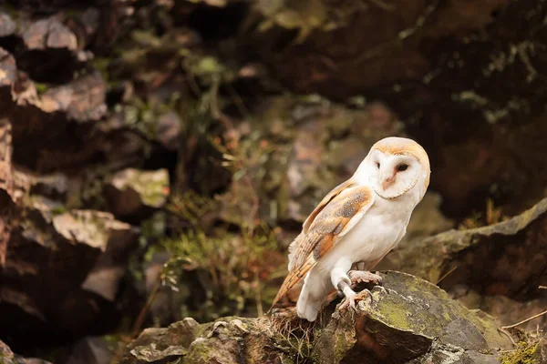 Bird Fauna Owl Close — ストック写真