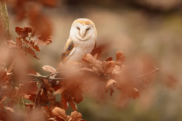 Vogel Fauna Eule Nahaufnahme — Stockfoto