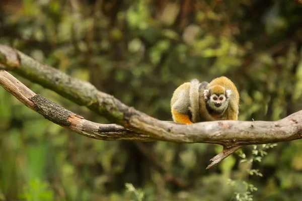 Common Squirrel Monkey Wild Nature — Stock Fotó