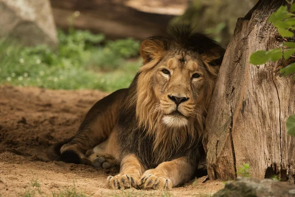 Male Lion Panthera Leo Close — 图库照片