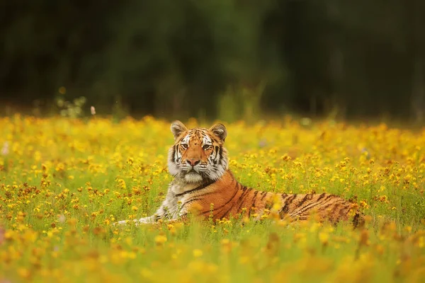Cute tiger in wild nature