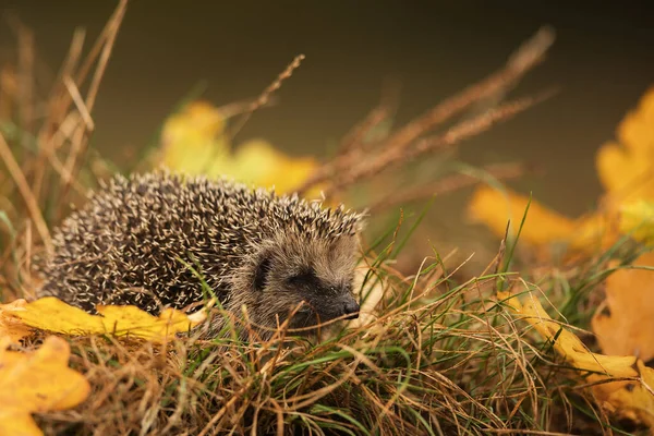 ヨーロッパのハリネズミ Erinaceus Europaeus は冬が始まる前に隠れ場所を探している — ストック写真