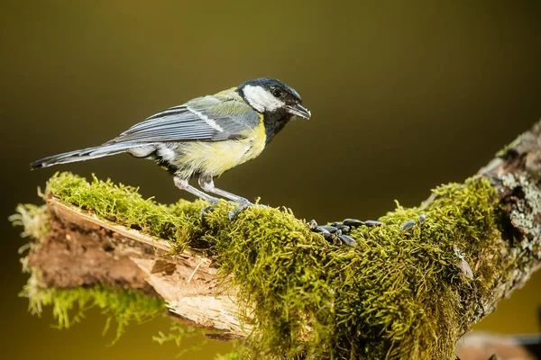 Eurasian Tit Park — Stok fotoğraf