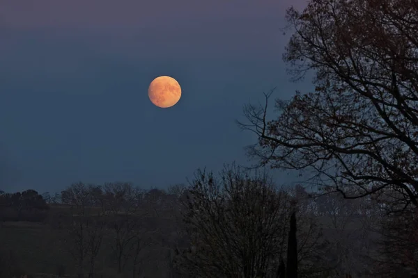 月と木のある美しい夜空 — ストック写真