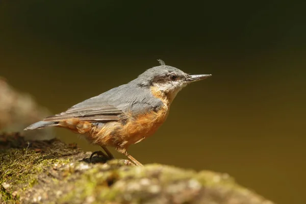 Scenic View Beautiful Bird Nature — Stock Photo, Image