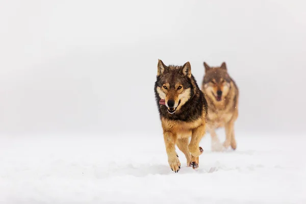 Eurasian Wolves Canis Lupus Lupus — стокове фото