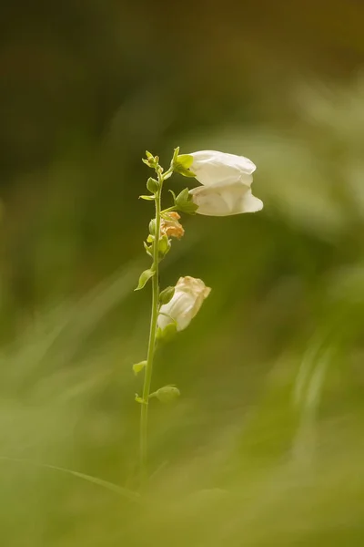 Closeup Flower Blurred Background — Stockfoto
