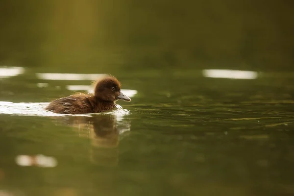 Close Duck Lake — стоковое фото