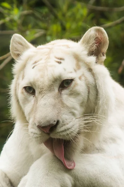 Weißer Tiger Zoo — Stockfoto