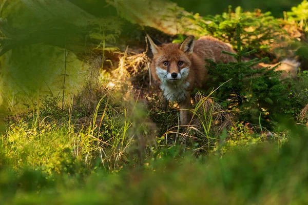 Cube Red Fox Vulpes Vulpes Curious Young Male — Stock fotografie