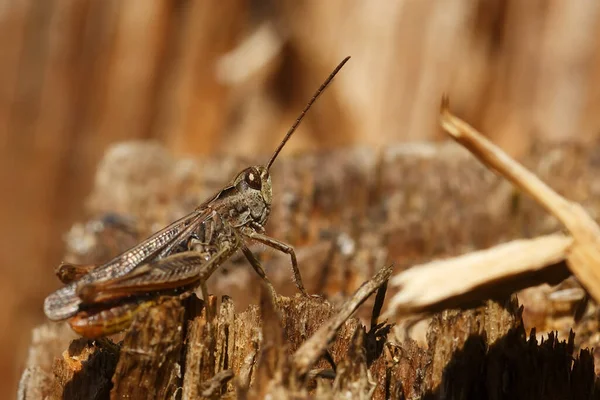 Camouflage Meadow Grasshopper Wood — Photo