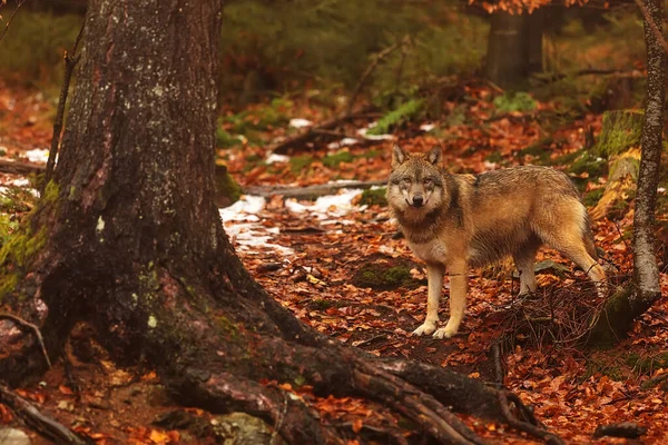 Male Eurasian Wolf Canis Lupus Lupus — Fotografia de Stock