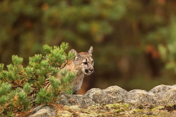 American Cougar Hurry Prey — Stock Photo, Image