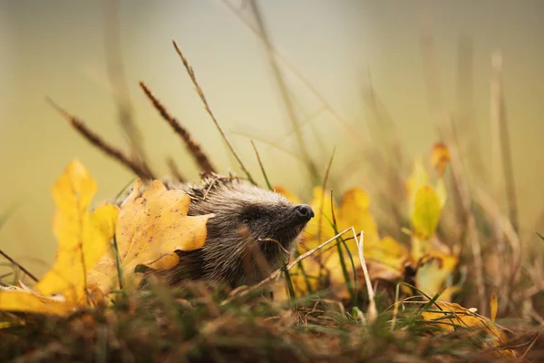 European Hedgehog Erinaceus Europaeus Looking Hiding Place Start Winter — Stock Photo, Image