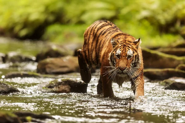 Cute Tiger Portrait Wild Nature — Stockfoto