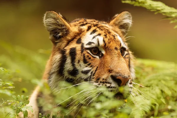 Cute Tiger Portrait Wild Nature — Fotografia de Stock