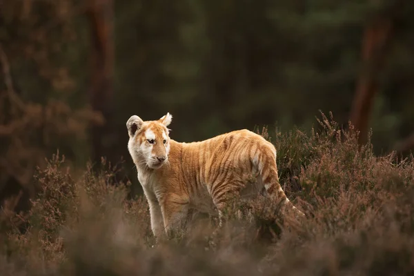 Animal Cub Bengal Tiger Wild Nature — Foto Stock