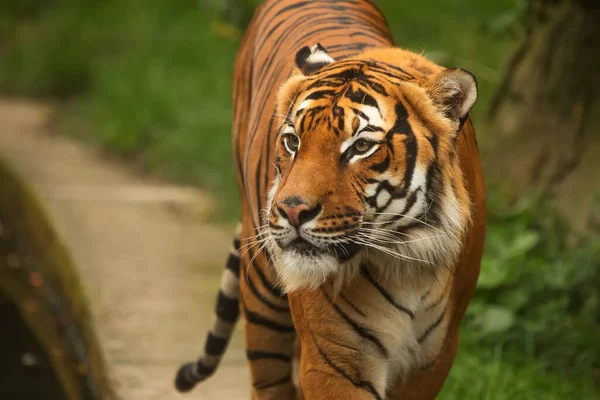 animal,  tiger in wild nature