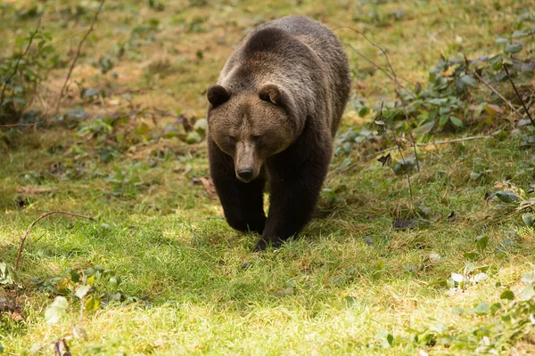 Brown Bear Wild Nature — Fotografia de Stock