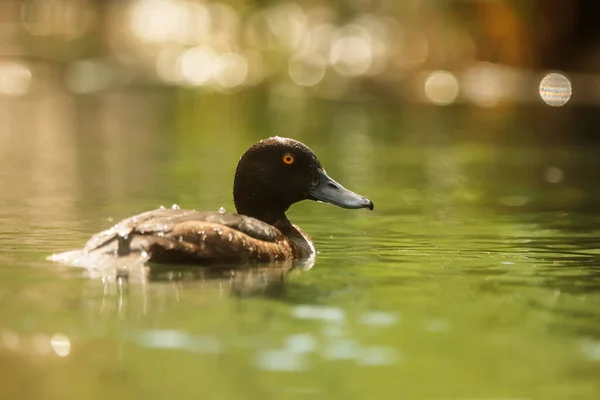 Close Duck Lake — Stockfoto