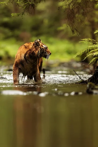 Cute Tiger Portrait Wild Nature — 스톡 사진