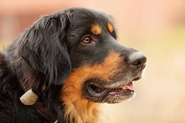 Dog Hovawart Gold Black — Stockfoto