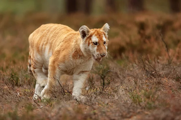 animal,  cub Bengal tiger in wild nature