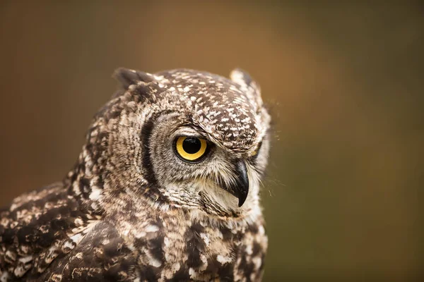 Vogel Fauna Eule Nahaufnahme — Stockfoto