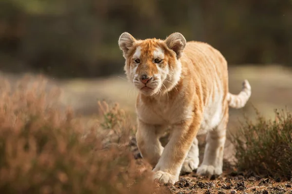 animal,  cub Bengal tiger in wild nature