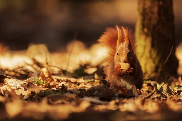 Cute Red Squirrel Sciurus Vulgaris — Stock fotografie