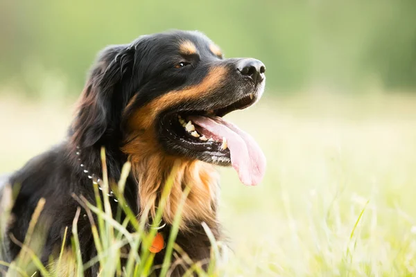 Dog Hovawart Gold Black — Stockfoto