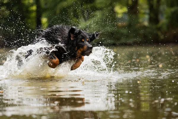 Hund Hovawart Guld Och Svart Rinner Genom Grunt Vatten Vid — Stockfoto