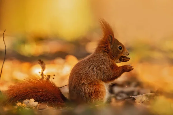 Cute Red Squirrel Sciurus Vulgaris — Zdjęcie stockowe