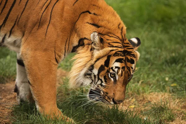 animal,  tiger in wild nature