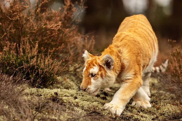 animal,  cub Bengal tiger in wild nature