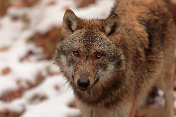Male Eurasian Wolf Canis Lupus Lupus — 스톡 사진